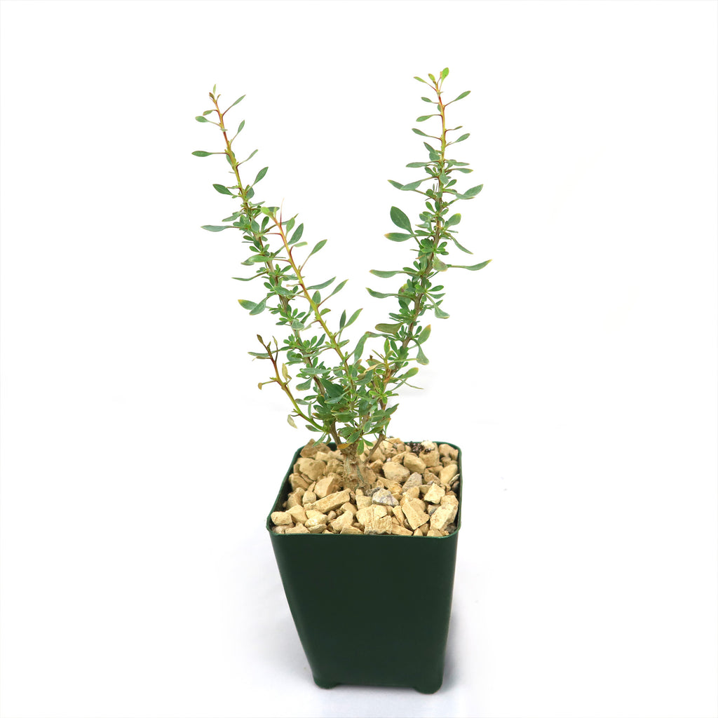 Idria columnaris boojum tree