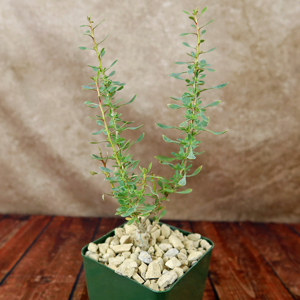 Idria columnaris boojum tree