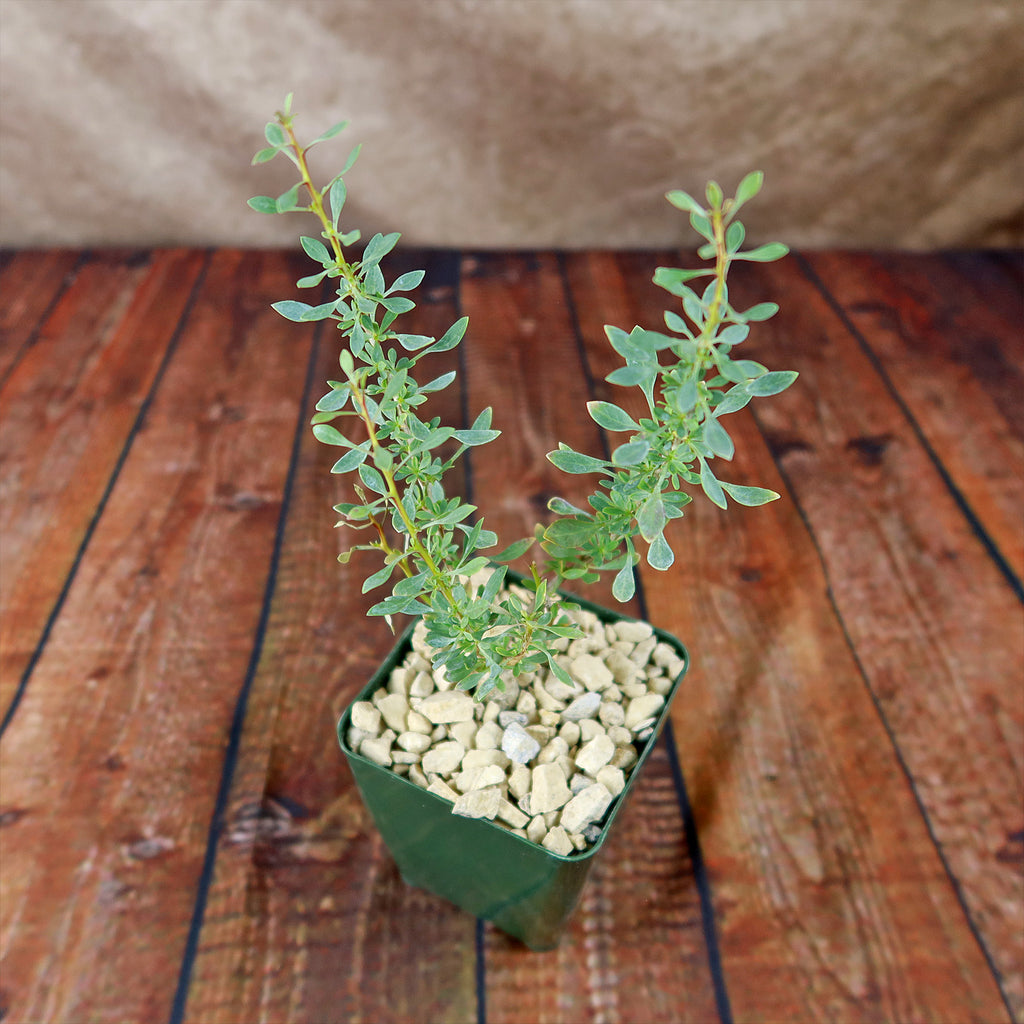 Idria columnaris boojum tree