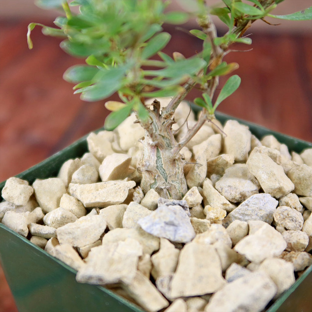 Idria columnaris boojum tree