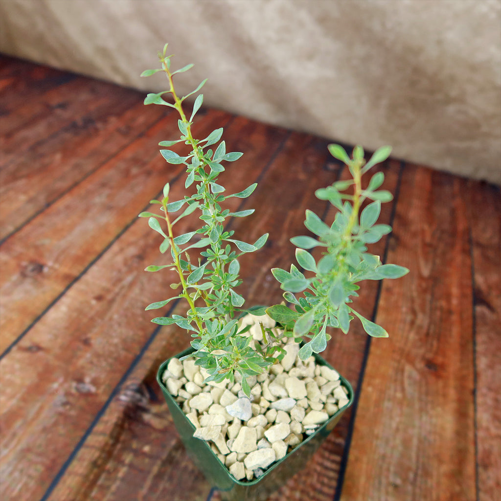 Idria columnaris boojum tree
