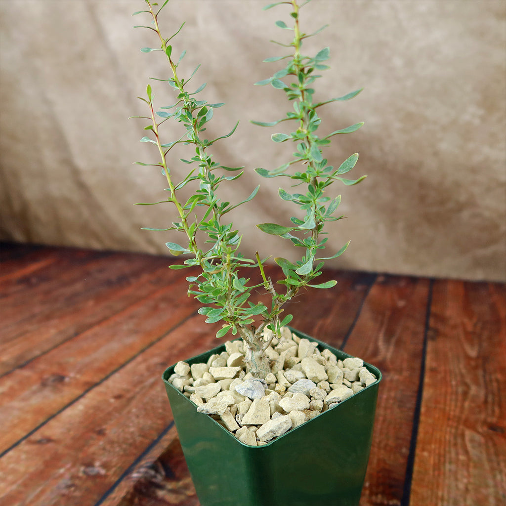 Idria columnaris boojum tree