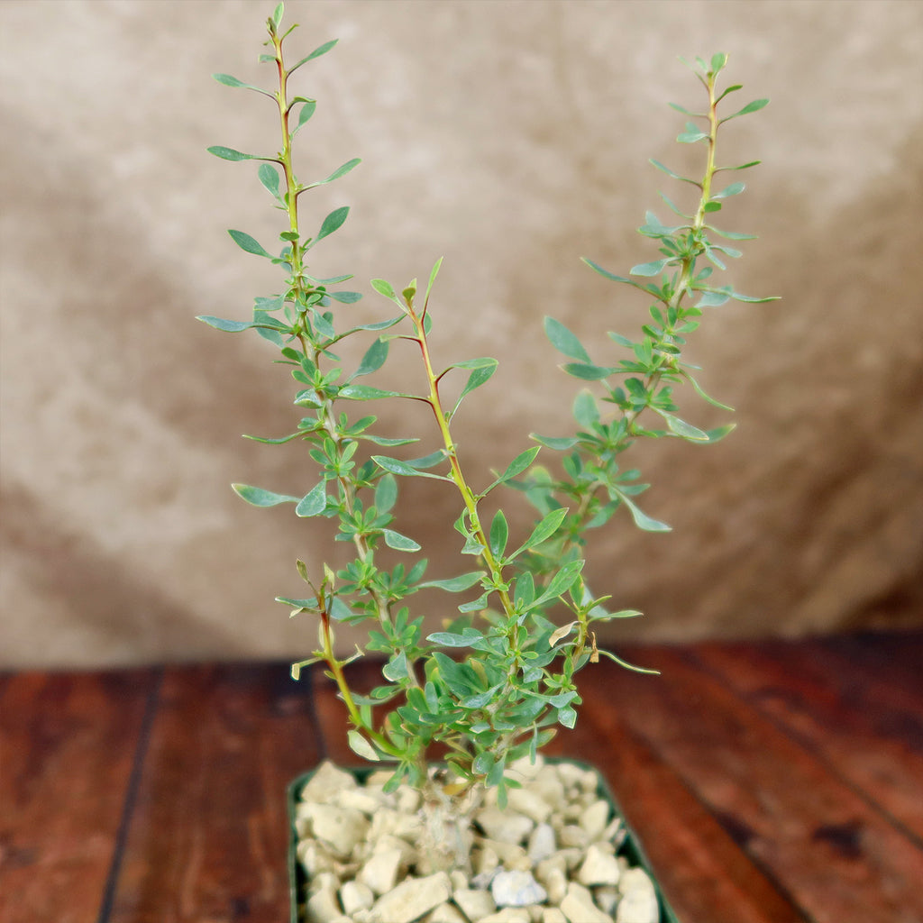 Idria columnaris boojum tree