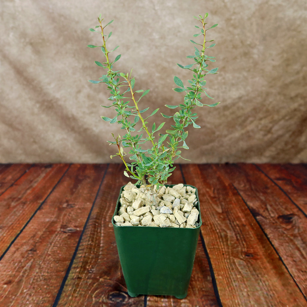 Idria columnaris boojum tree