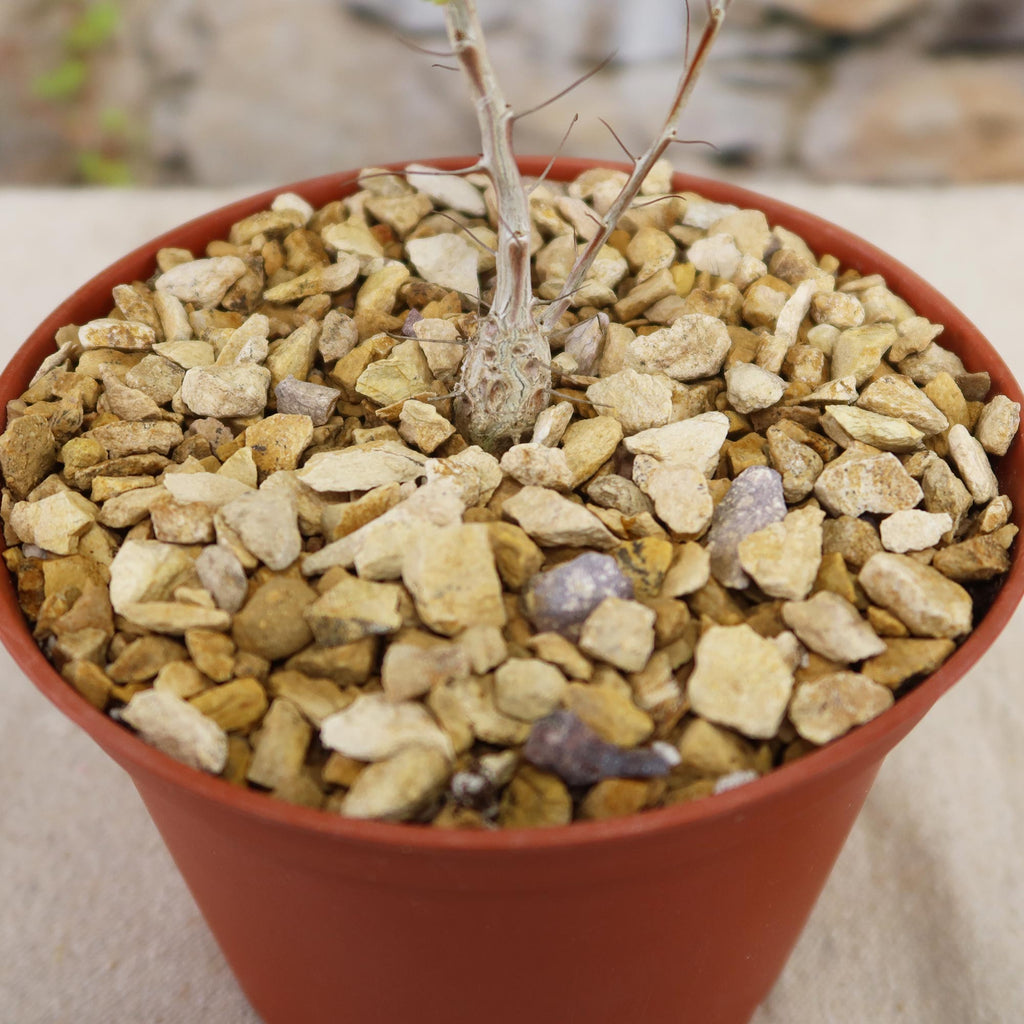 Idria columnaris boojum tree