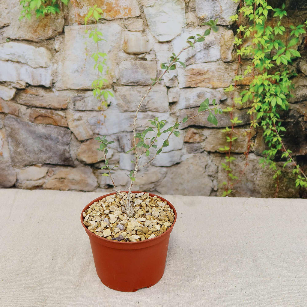 Idria columnaris boojum tree