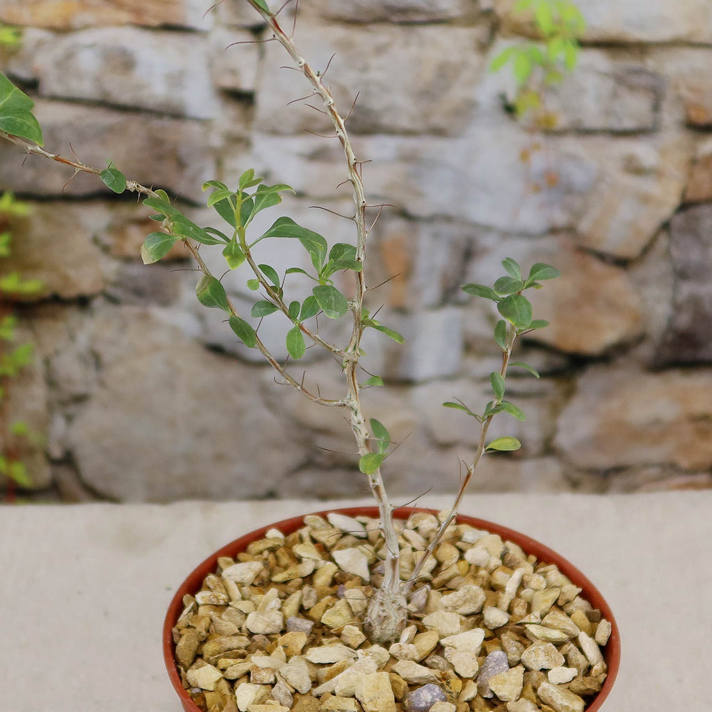 Idria columnaris boojum tree