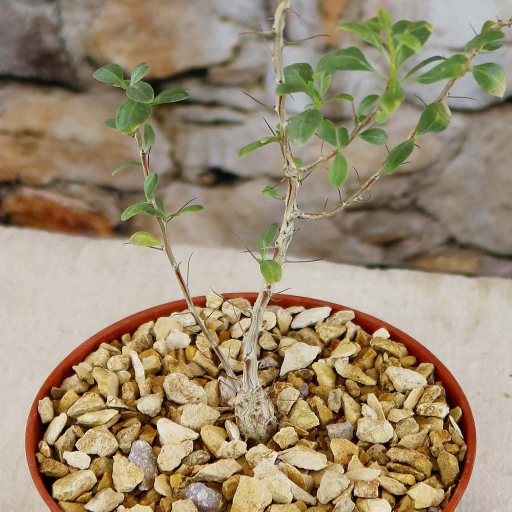 Idria columnaris boojum tree