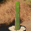 Indian Comb Cactus ‘Trichocereus brevispinulosus’