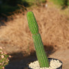 Indian Comb Cactus ‘Trichocereus brevispinulosus’