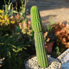 Indian Comb Cactus ‘Trichocereus brevispinulosus’