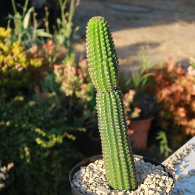 Indian Comb Cactus - Trichocereus brevispinulosus