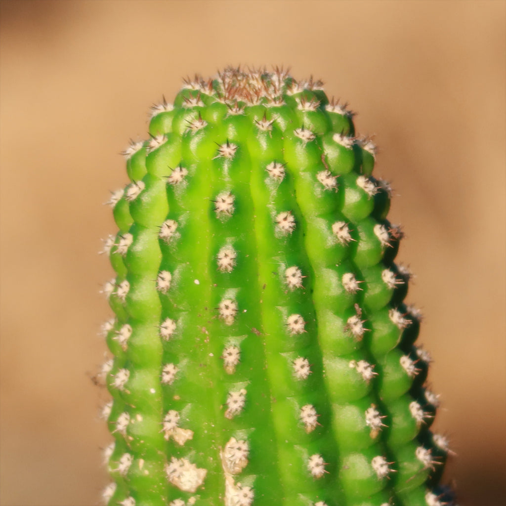Indian Comb Cactus ‘Trichocereus brevispinulosus’