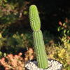 Indian Comb Cactus ‘Trichocereus brevispinulosus’