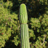 Indian Comb Cactus ‘Trichocereus brevispinulosus’