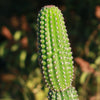 Indian Comb Cactus ‘Trichocereus brevispinulosus’