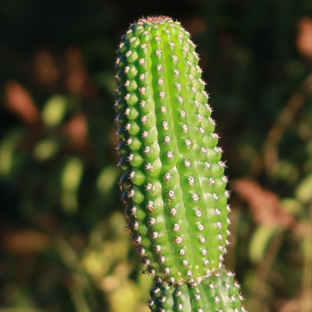 Indian Comb Cactus ‘Trichocereus brevispinulosus’