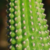 Indian Comb Cactus ‘Trichocereus brevispinulosus’