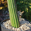 Indian Comb Cactus ‘Trichocereus brevispinulosus’