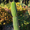 Indian Comb Cactus ‘Trichocereus brevispinulosus’