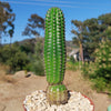 Indian Comb Cactus ‘Trichocereus brevispinulosus’