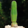 Indian Comb Cactus ‘Trichocereus brevispinulosus’