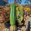 Indian Comb Cactus ‘Trichocereus brevispinulosus’