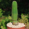 Indian Comb Cactus ‘Trichocereus brevispinulosus’