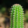 Indian Comb Cactus ‘Trichocereus brevispinulosus’