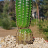 Indian Comb Cactus ‘Trichocereus brevispinulosus’