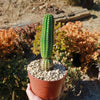 Indian Comb Cactus ‘Trichocereus brevispinulosus’