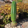 Indian Comb Cactus ‘Trichocereus brevispinulosus’