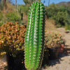 Indian Comb Cactus ‘Trichocereus brevispinulosus’