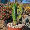 Indian Comb Cactus ‘Trichocereus brevispinulosus’