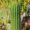 Indian Comb Cactus ‘Trichocereus brevispinulosus’