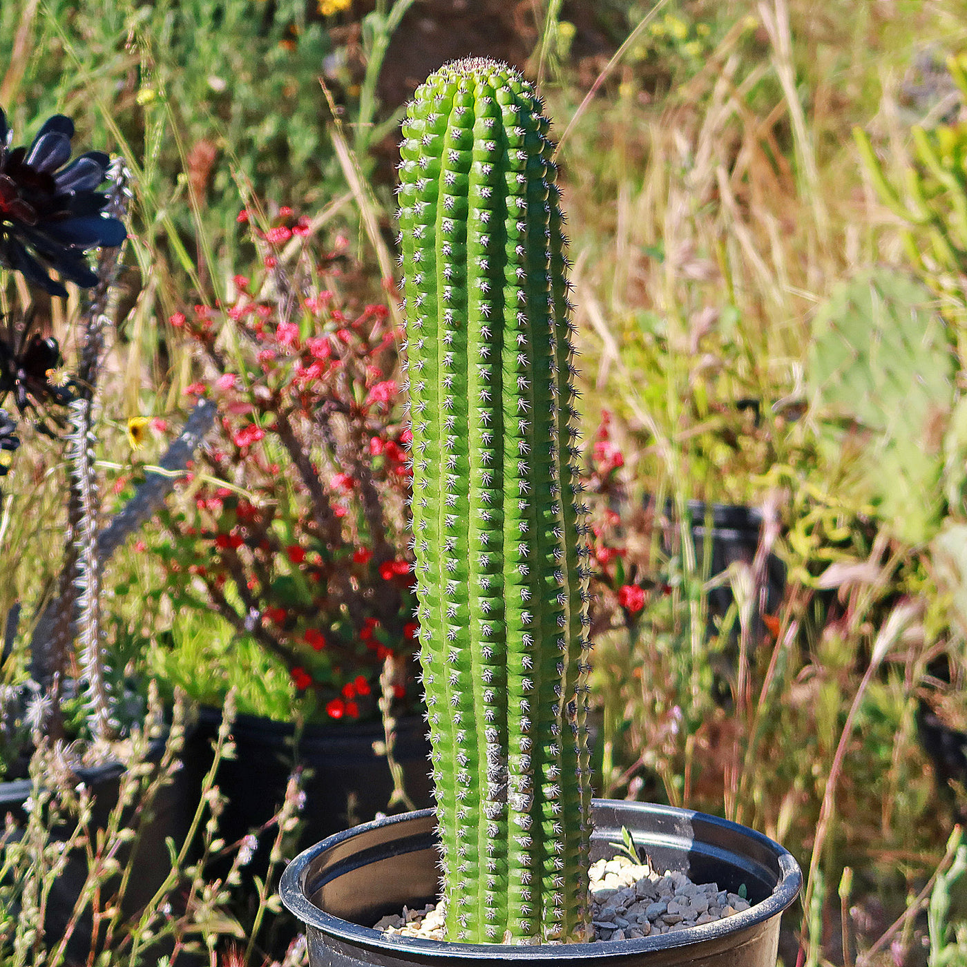 Indian Comb Cactus - Trichocereus brevispinulosus