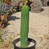 Indian Comb Cactus ‘Trichocereus brevispinulosus’