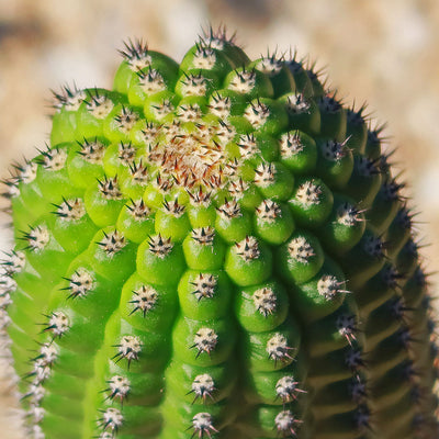 Indian Comb Cactus - Trichocereus brevispinulosus