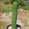 Indian Comb Cactus ‘Trichocereus brevispinulosus’