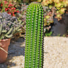 Indian Comb Cactus ‘Trichocereus brevispinulosus’