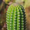 Indian Comb Cactus ‘Trichocereus brevispinulosus’