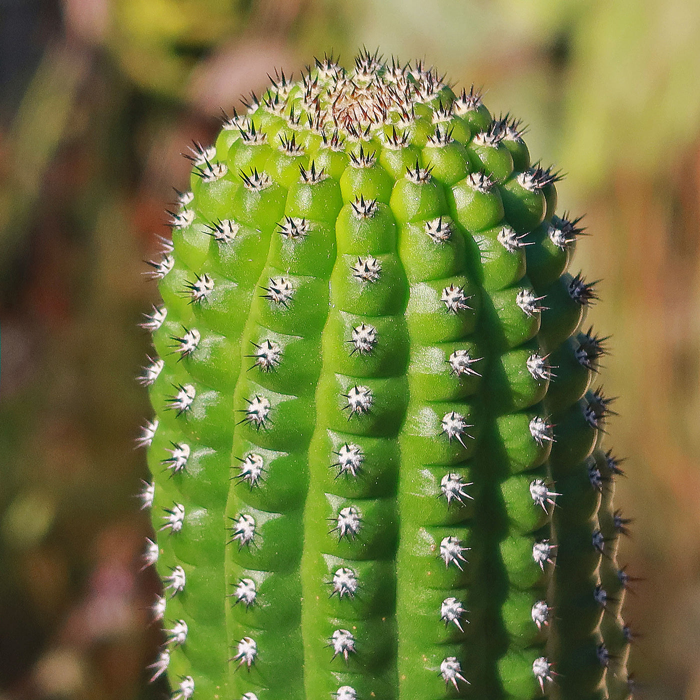 Indian Comb Cactus - Trichocereus brevispinulosus