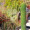 Indian Comb Cactus ‘Trichocereus brevispinulosus’