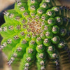 Indian Comb Cactus ‘Trichocereus brevispinulosus’