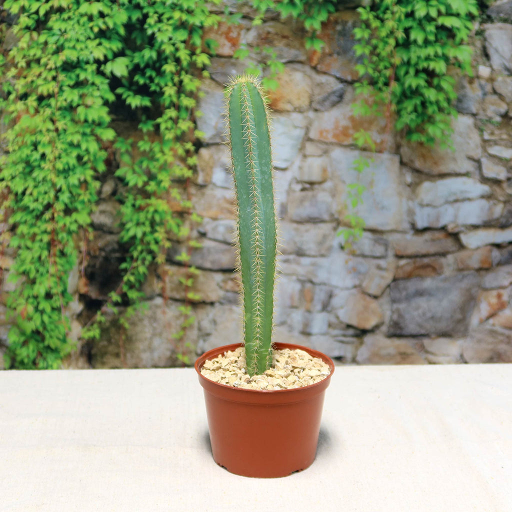 Potted indoor plant with glossy green leaves beside a small Buddha statue