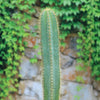 An upright Isolatocereus dumortieri cactus with long yellow spines stands before a stone wall covered in lush green leafy vines.