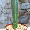 Isolatocereus dumortieri cactus with vertical ridges and yellow spines in a brown gravel pot, placed before a stone wall.