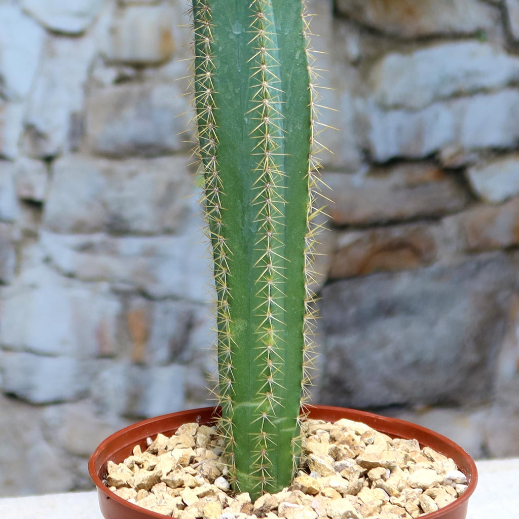 Potted indoor plant with glossy green leaves beside a small Buddha statue