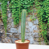 A tall Isolatocereus dumortieri cactus in a brown pot with light pebbles on a white surface, backed by a stone wall and green vines.