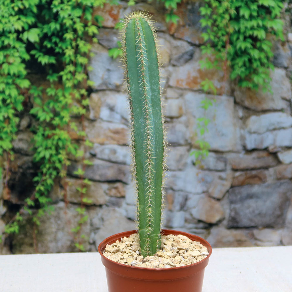 Potted indoor plant with glossy green leaves beside a small Buddha statue